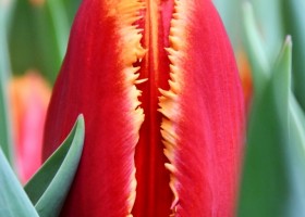 Tulipa Fabio ® (4)